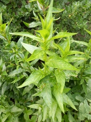 Epilobium montanum