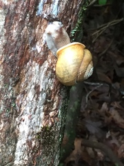 Triodopsis tridentata