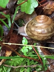 Triodopsis tridentata