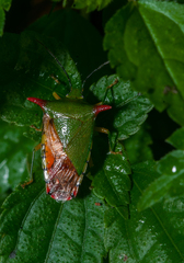 Acanthosoma firmatum