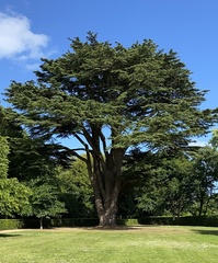 Cedrus libani
