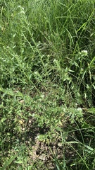 Buglossoides czernjajevii