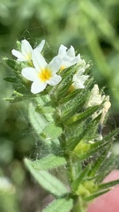 Buglossoides czernjajevii