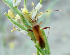 Creontiades rubrinervis