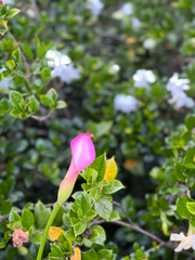 Barleria repens