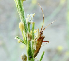 Creontiades rubrinervis