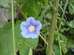 Ipomoea parasitica