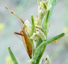 Creontiades rubrinervis