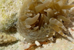 Isoaulactinia stelloides