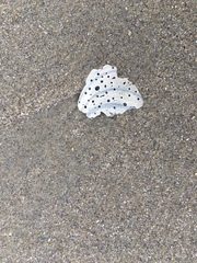 Arcticidae