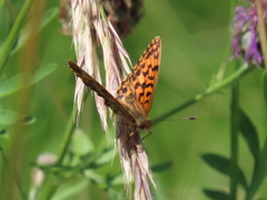 Boloria dia