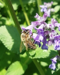 Apis mellifera