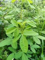 Crotalaria longirostrata