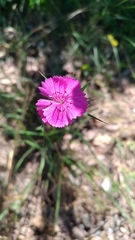 Dianthus balbisii