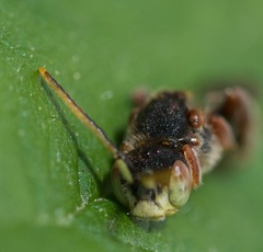 Nomada articulata