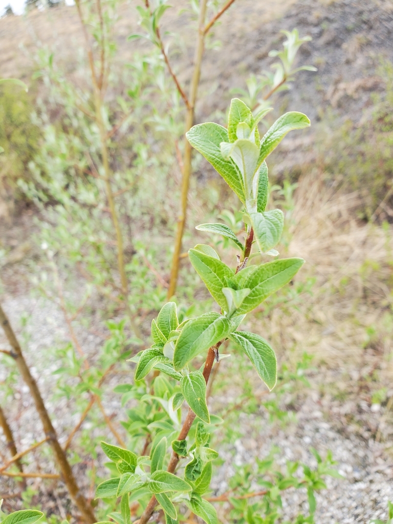 Alaska willow from Tombstone, CAYT, CAYTYT, CA on June 11, 2022 at