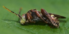 Nomada articulata