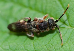 Nomada articulata