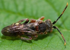 Nomada articulata