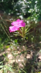 Dianthus balbisii