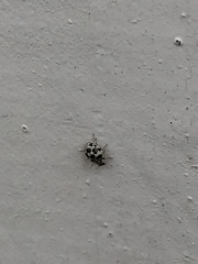 Psyllobora picta