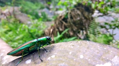 Chrysochroa fulgidissima