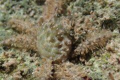 Mithraculus sculptus