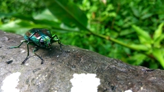 Chrysochroa fulgidissima