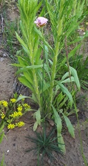 Armeria maritima elongata
