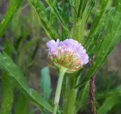 Armeria maritima elongata