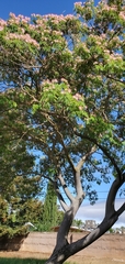 Albizia julibrissin