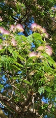 Albizia julibrissin