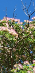 Albizia julibrissin
