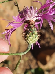 Centaurea napifolia