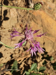 Centaurea napifolia