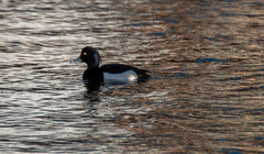 Aythya fuligula