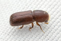 Xyleborus