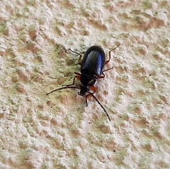 Gonodera luperus