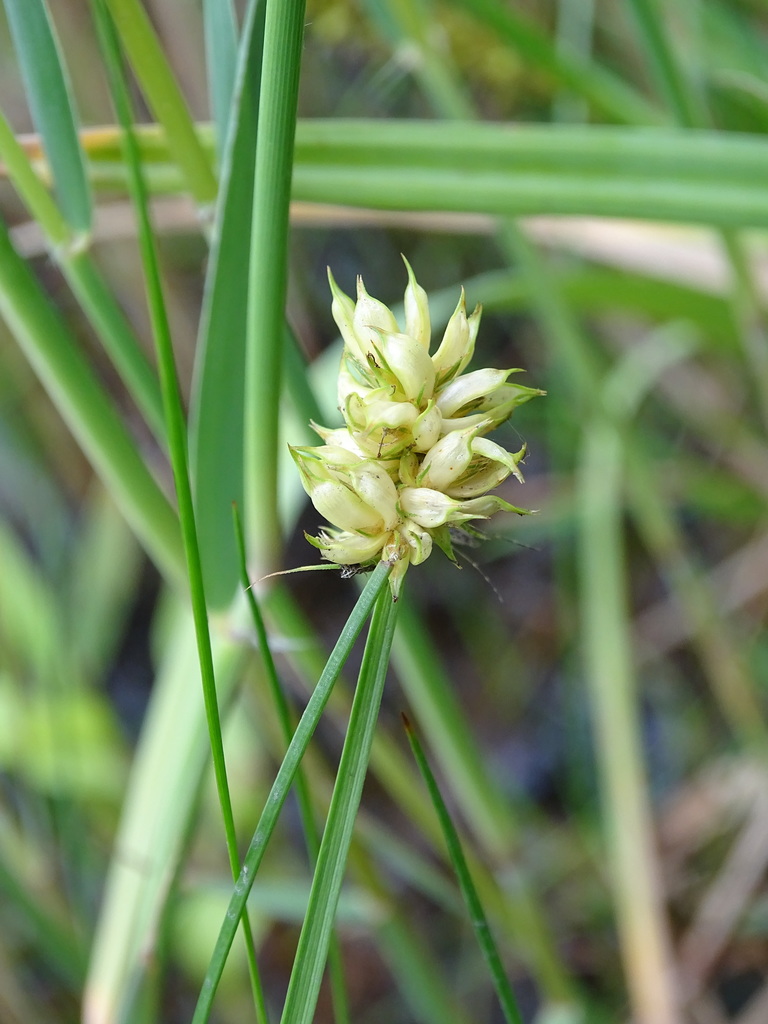 Dasineura inflata
