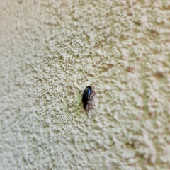 Gonodera luperus