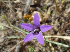 Campanula lusitanica
