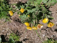 Geum montanum
