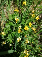 Viola biflora
