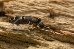 Pogonognathellus nigritus