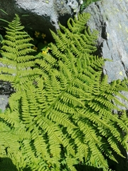 Athyrium distentifolium