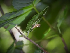 Alabonia staintoniella