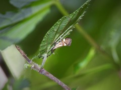 Alabonia staintoniella