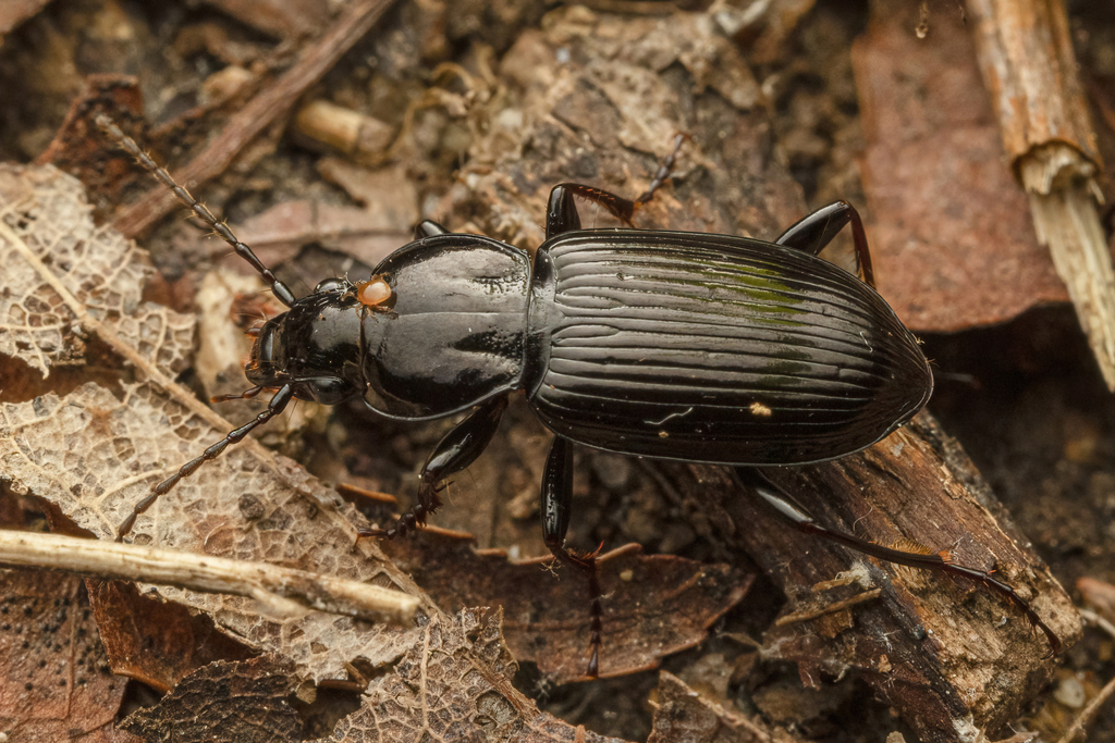 Pterostichus mutus