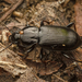 Pterostichus mutus - Photo (c) solomon hendrix, some rights reserved (CC BY-NC), uploaded by solomon hendrix
