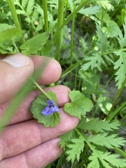 Glechoma hederacea